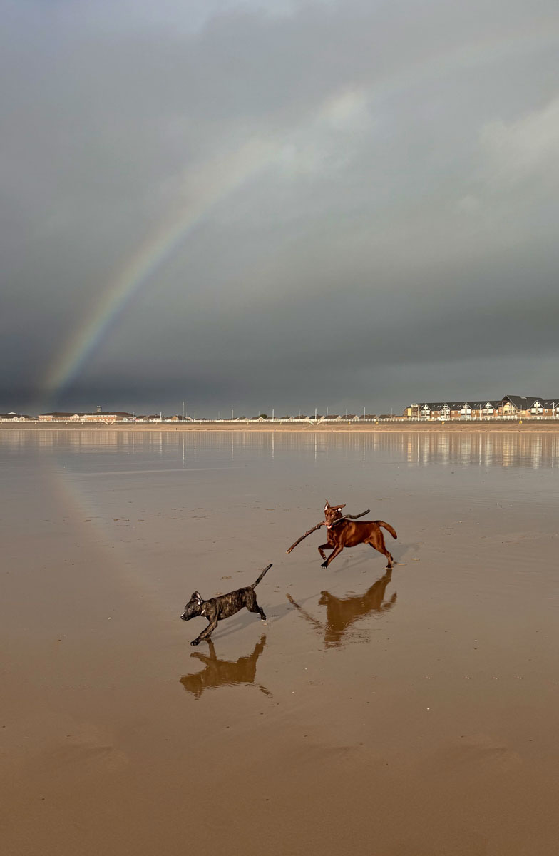 Photographer Dogs (Models)